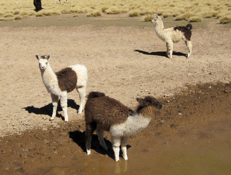 little llamas