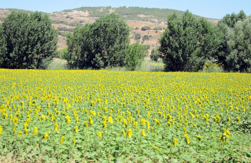 Sunflowers near Toledo