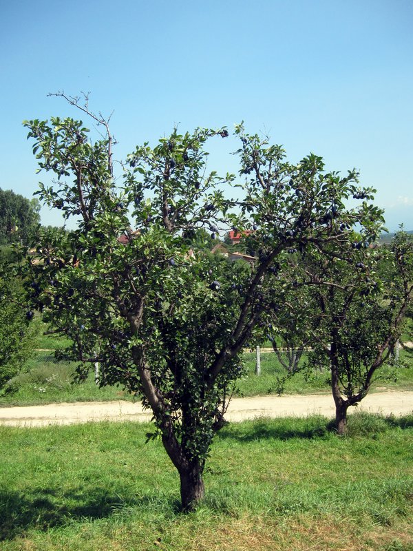 Prune tree
