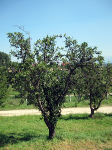 Prune tree