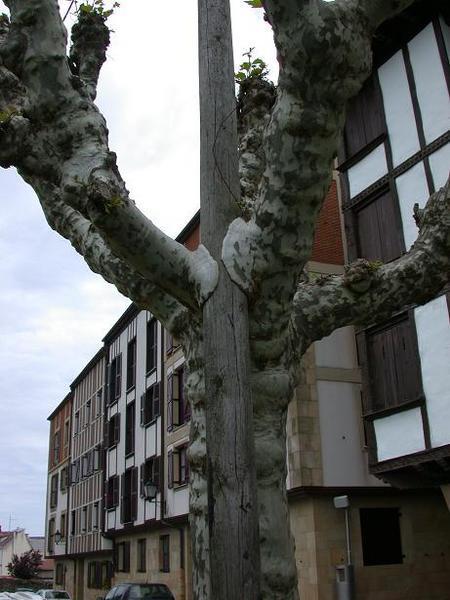 The tree that ate lamposts