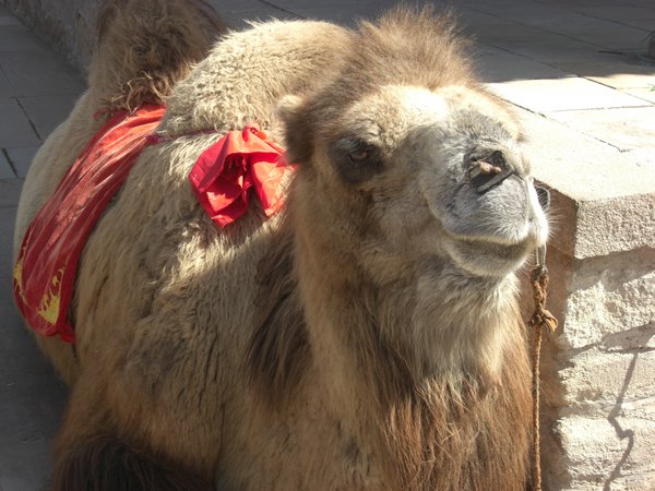 Smug Camel