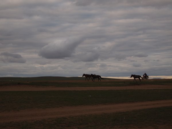Horses a-galloping