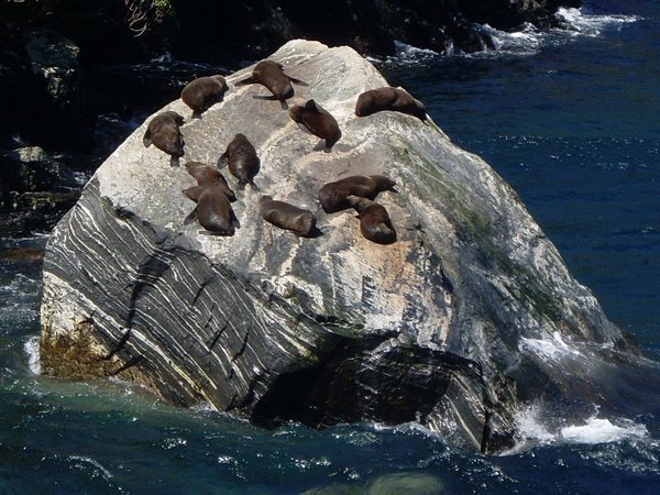Seals basking on Milford Sound
