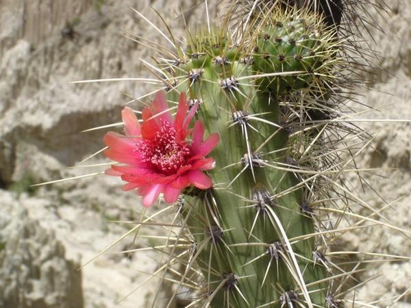 Cactusflower in the Valle