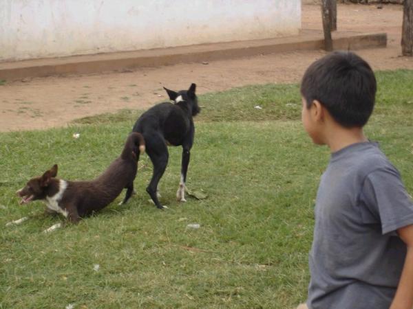 two dogs stuck together