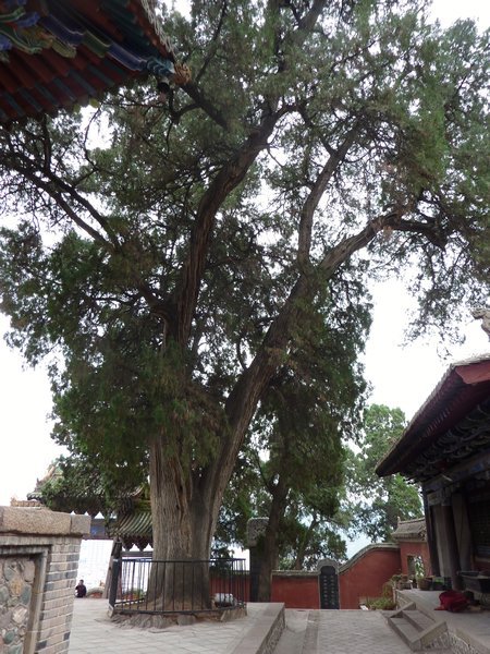 A big old cypress tree :)