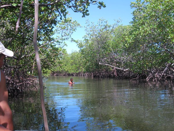 Crazy kid swimming in Mangroves