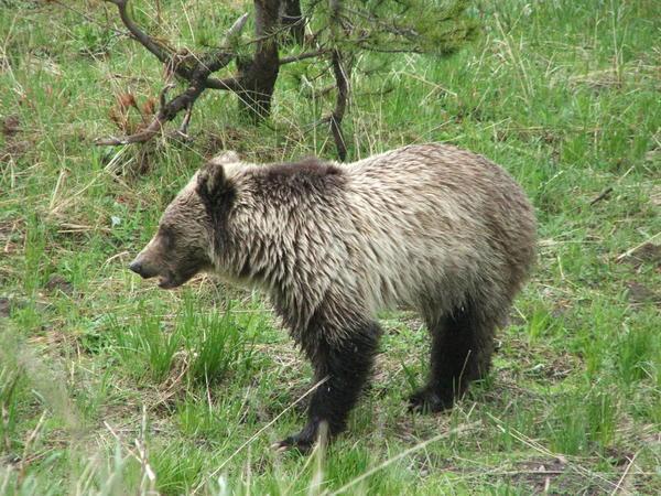 Grizzly at the roadside.