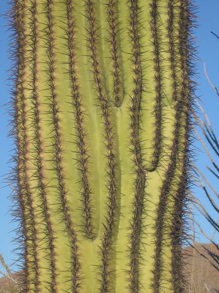 Saguaro Cacus closeup