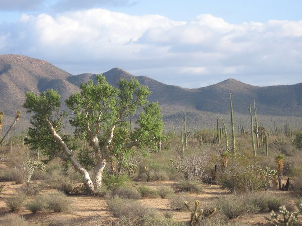 Elephant Tree Cactus, Boojum