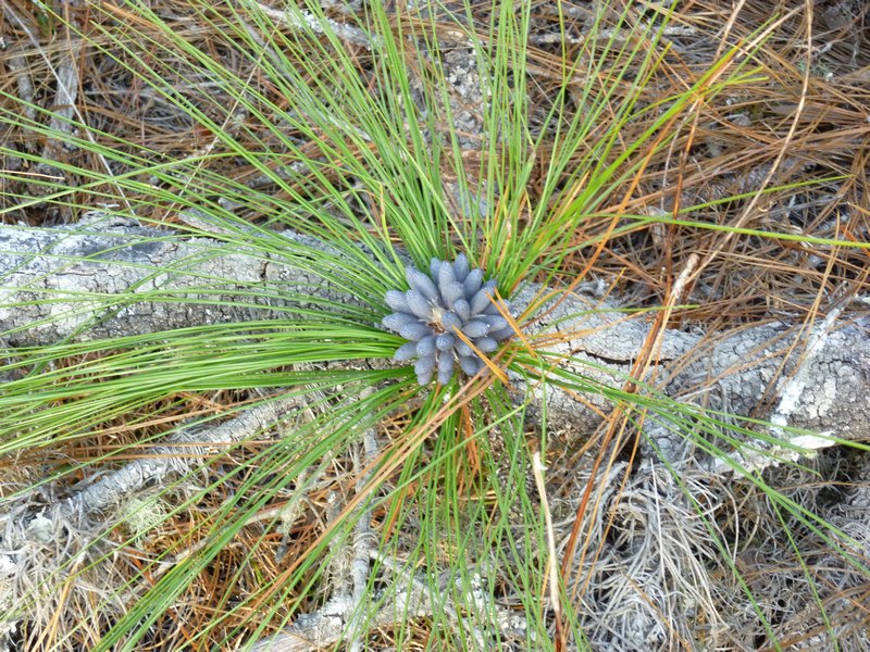 long-leaf pine ready to send pollen