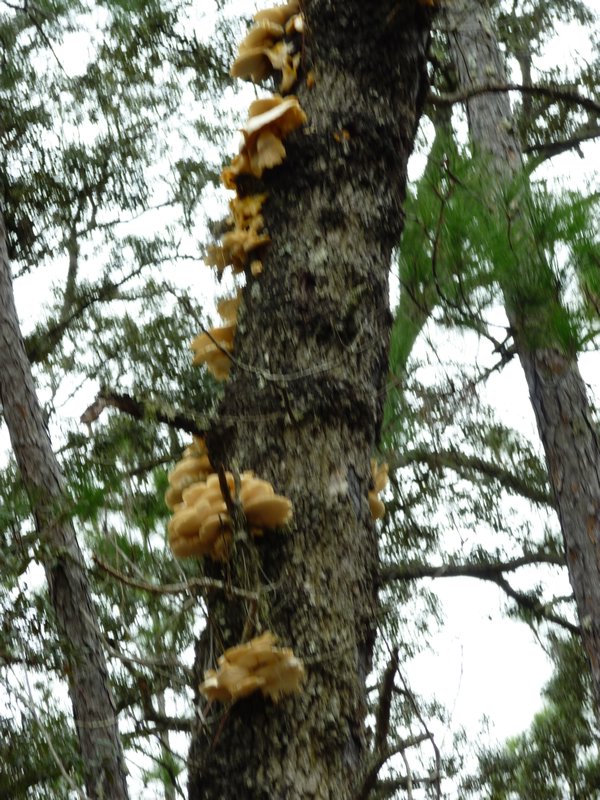 oyster mushrooms too high for collecting