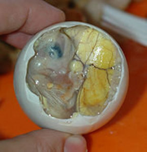 Balut - Duck Embryo