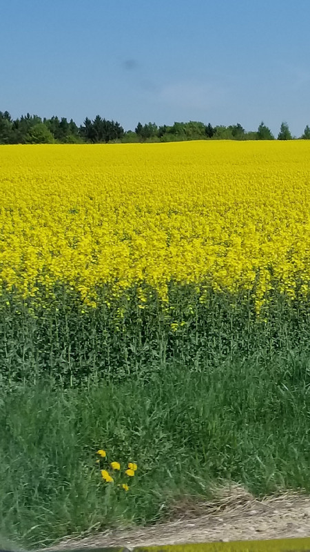 Acres and acres of rapeseed