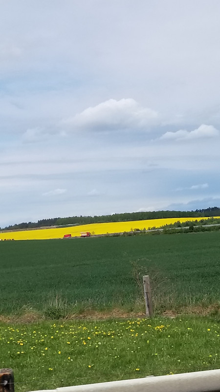 More fields of green and yellow