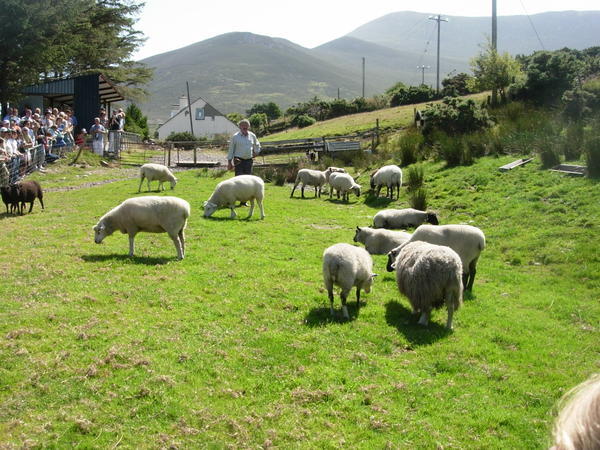 Sheep-herding dog demonstration