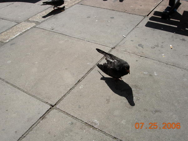 Disgusting pigeons