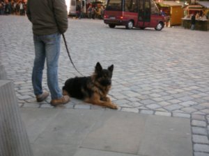 Why Don't our German Shepherds Look Like This?