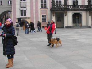 A Czecherd Dog