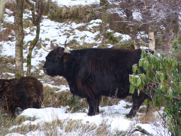 The Elusive Highland Cattle