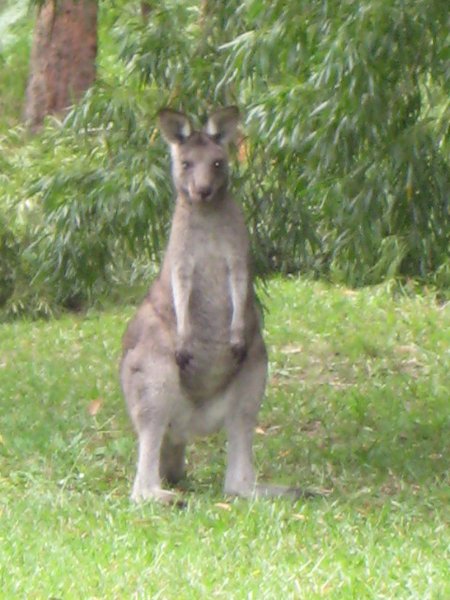 Kangaroo at Jayne and Laurie's