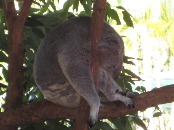 Australia Zoo 15