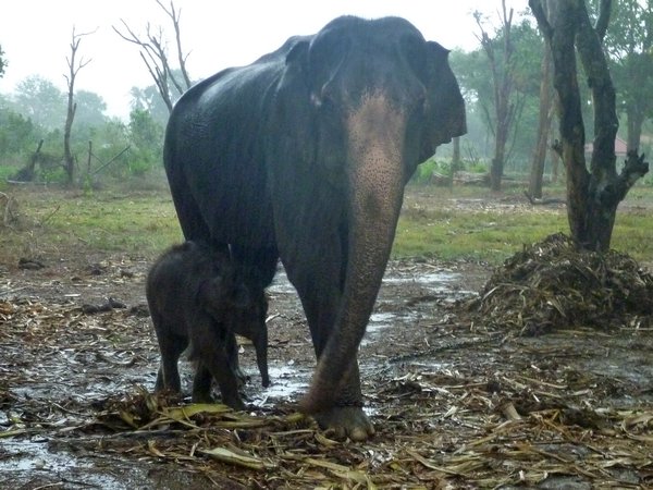 Mama elefante y su bebe
