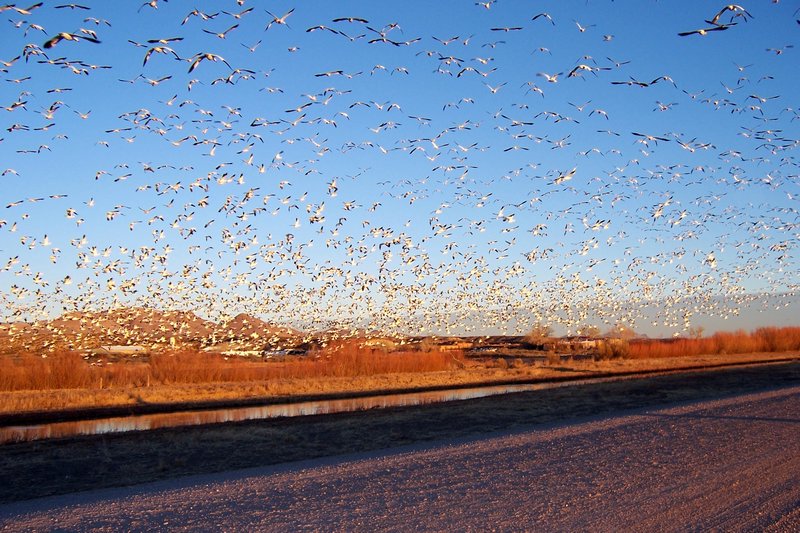 Miles de aves en el aire