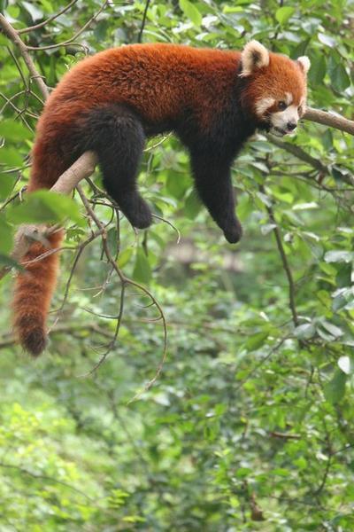 Red Panda lolling