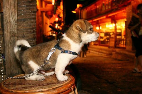 Watchdog, Lijiang