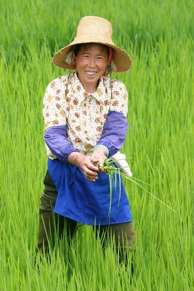 Rice harvesting, Dali