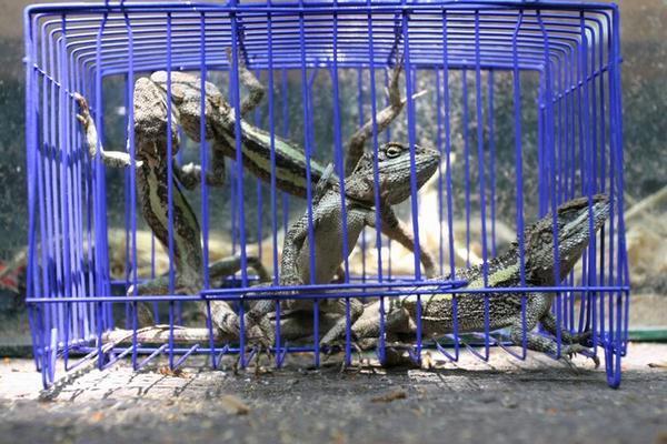 Contraband Chameleons, Kunming