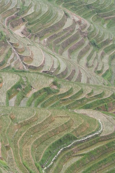 Rice terraces near Pingan