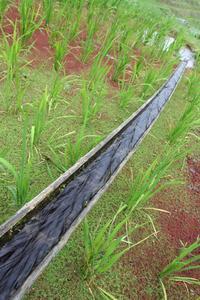 Bamboo irrigation