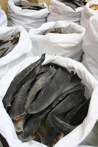 Dried sharks-fins
