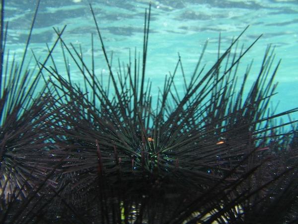 Urchins (the underwater variety)