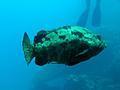 Big grouper (Potato Cod)