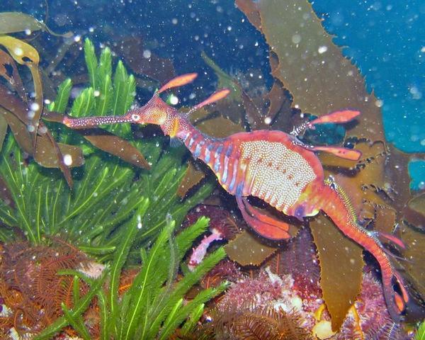 Another weedy seadragon