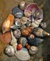 Shells, Peggs Beach