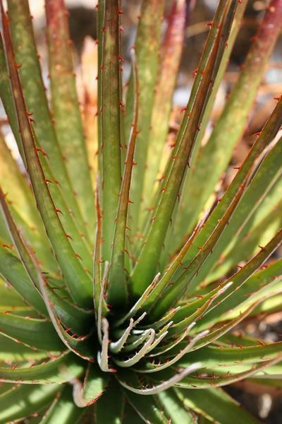 Spiky Pandanus type plant