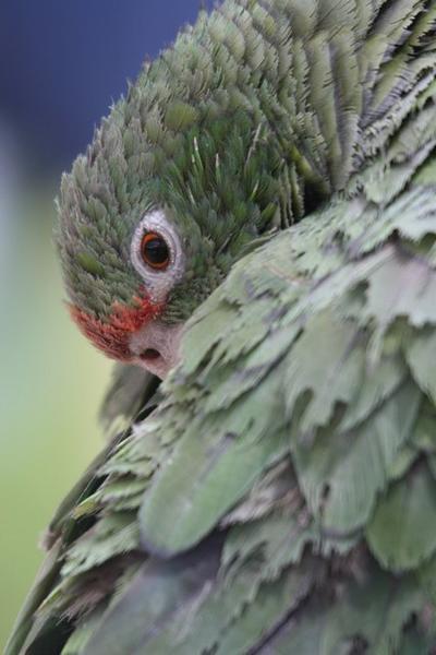 Parrot preening, Jirira