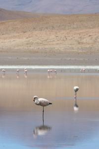 Flamingos, Laguna Canapa