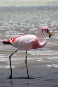Flamingo, Laguna Honda