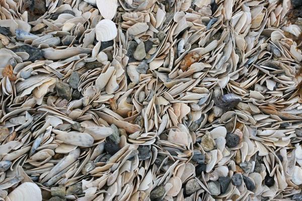 Cramped shells, West Coast, Chiloe