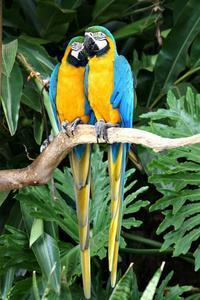 Coy parrots, Iguassu Falls