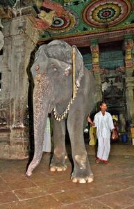 Nelly the holy elephant, Madurai Temple