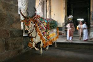 Daisy the holy cow, Madurai Temple