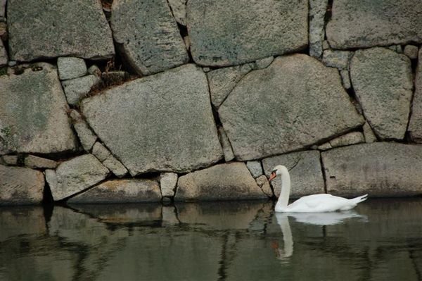 Swan at Nijo