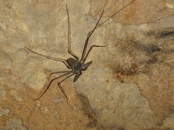 A friggin large spider inside the caves